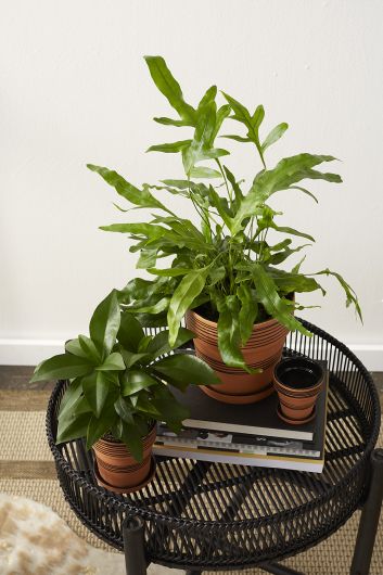 Nash Plant Stand By Accent Decor | Stands | Modishstore - 7