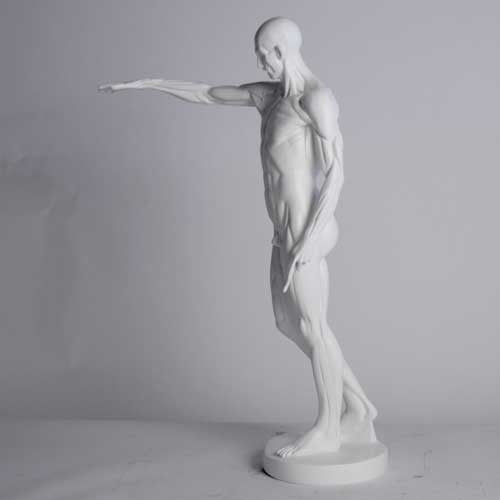 Anatomy of Man Garden Statue (29 - Inch) Different Angle