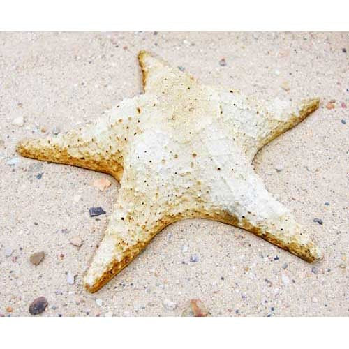 Starfish Garden Statue (11 - Inch) Side View