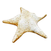 Starfish Garden Statue (11 - Inch)