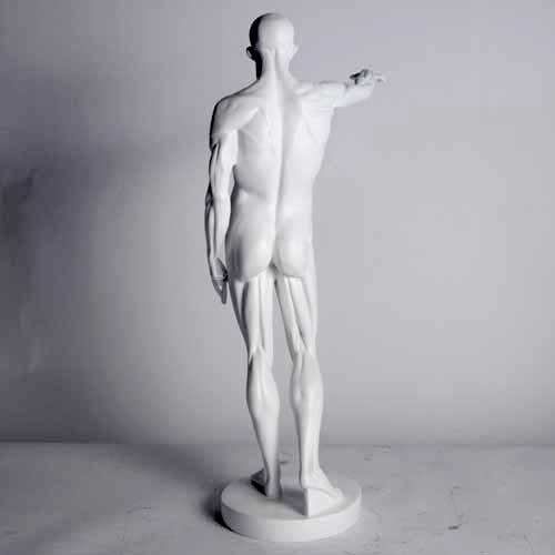 Anatomy of Man Garden Statue (29 - Inch) Side View