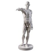 Anatomy Of Man Statue Bdc (72 - Inch)