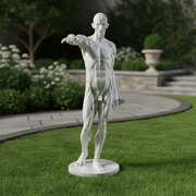 Anatomy Of Man Statue Bdc (72 - Inch) Side Angle