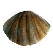 Clam Garden Statue (47 - Inch) Side View