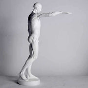 Anatomy of Man Garden Statue (29 - Inch)