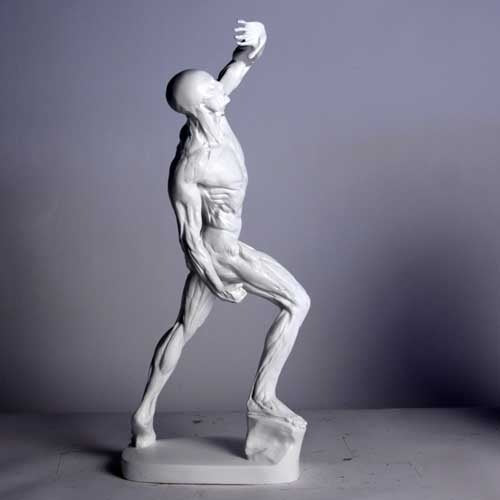 Anatomy of Man Garden Statue (28 - Inch)