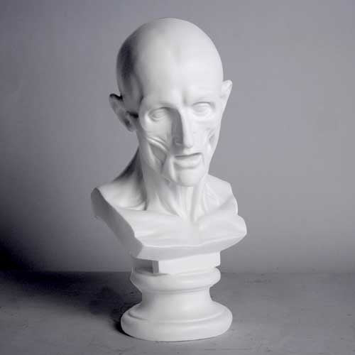 Anatomy Bust Outdoor/Indoor Statue