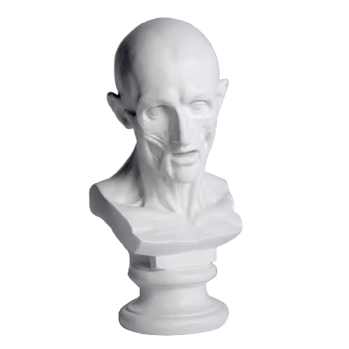 Classical anatomical bust with detailed facial muscles, old world European style, reminiscent of Renaissance and Greek sculpture.