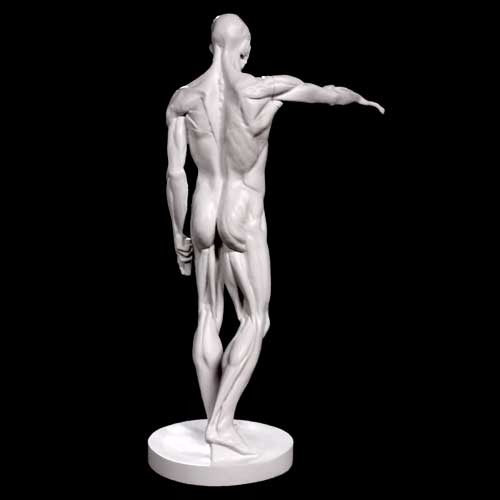 Anatomy Of Man Statue Bdc (72 - Inch) Additional Angle