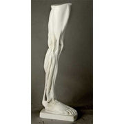 Classical anatomical leg sculpture with exposed muscles, inspired by Renaissance and old world European artistic traditions.
