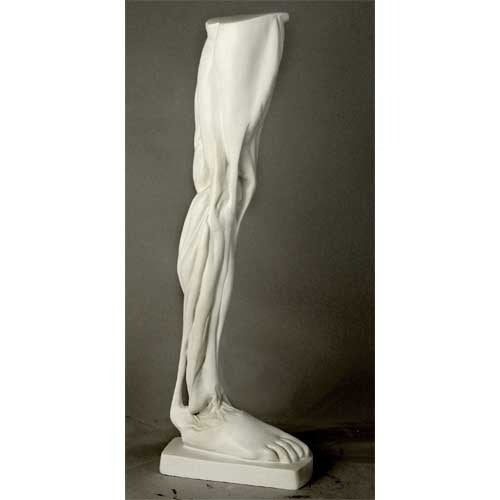 Classical anatomical leg sculpture with exposed muscles, inspired by Renaissance and old world European artistic traditions.