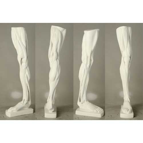 Classical anatomical leg sculpture with exposed muscles, inspired by Renaissance and old world European artistic traditions. Different Angle