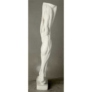 Classical anatomical leg sculpture with exposed muscles, inspired by Renaissance and old world European artistic traditions. Other Angle
