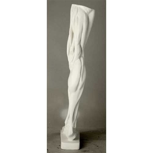 Classical anatomical leg sculpture with exposed muscles, inspired by Renaissance and old world European artistic traditions. Other Angle