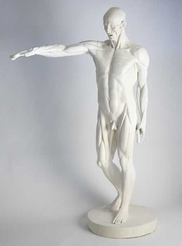Anatomy Of Man Statue Bdc (72 - Inch) Different Angle