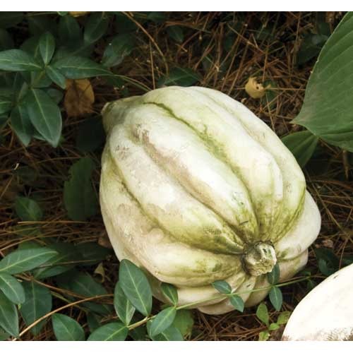 Acorn Squash 5 H Outdoor/Indoor Statue