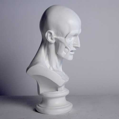 Anatomy Bust Outdoor/Indoor Statue