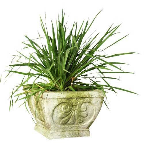 Ornate square planter with classical Baroque scrollwork, featuring lush green foliage in an old world European style.