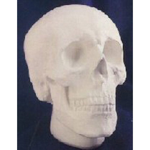 Anatomical Skull Outdoor/Indoor Statue