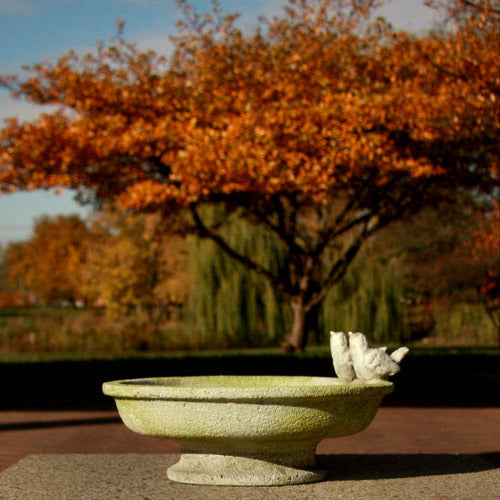 Finch Garden(6 - Inch) Side View