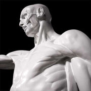 Anatomy Of Man Statue Bdc (72 - Inch) Other Angle