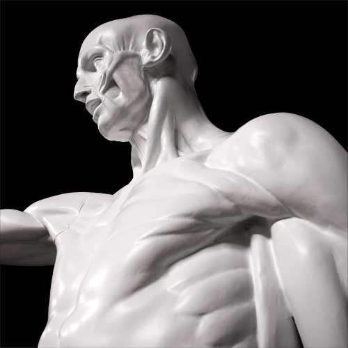Anatomy Of Man Statue Bdc (72 - Inch) Other Angle