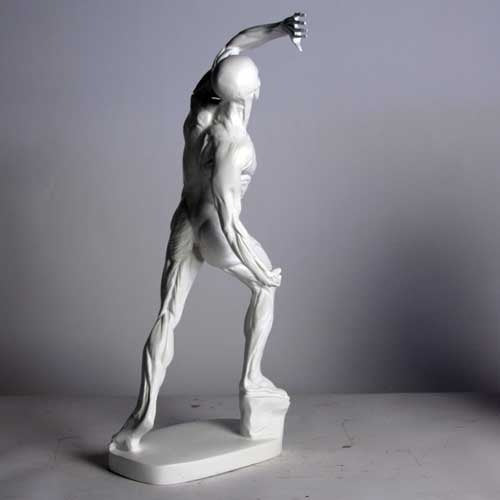 Anatomy of Man Garden Statue (28 - Inch)