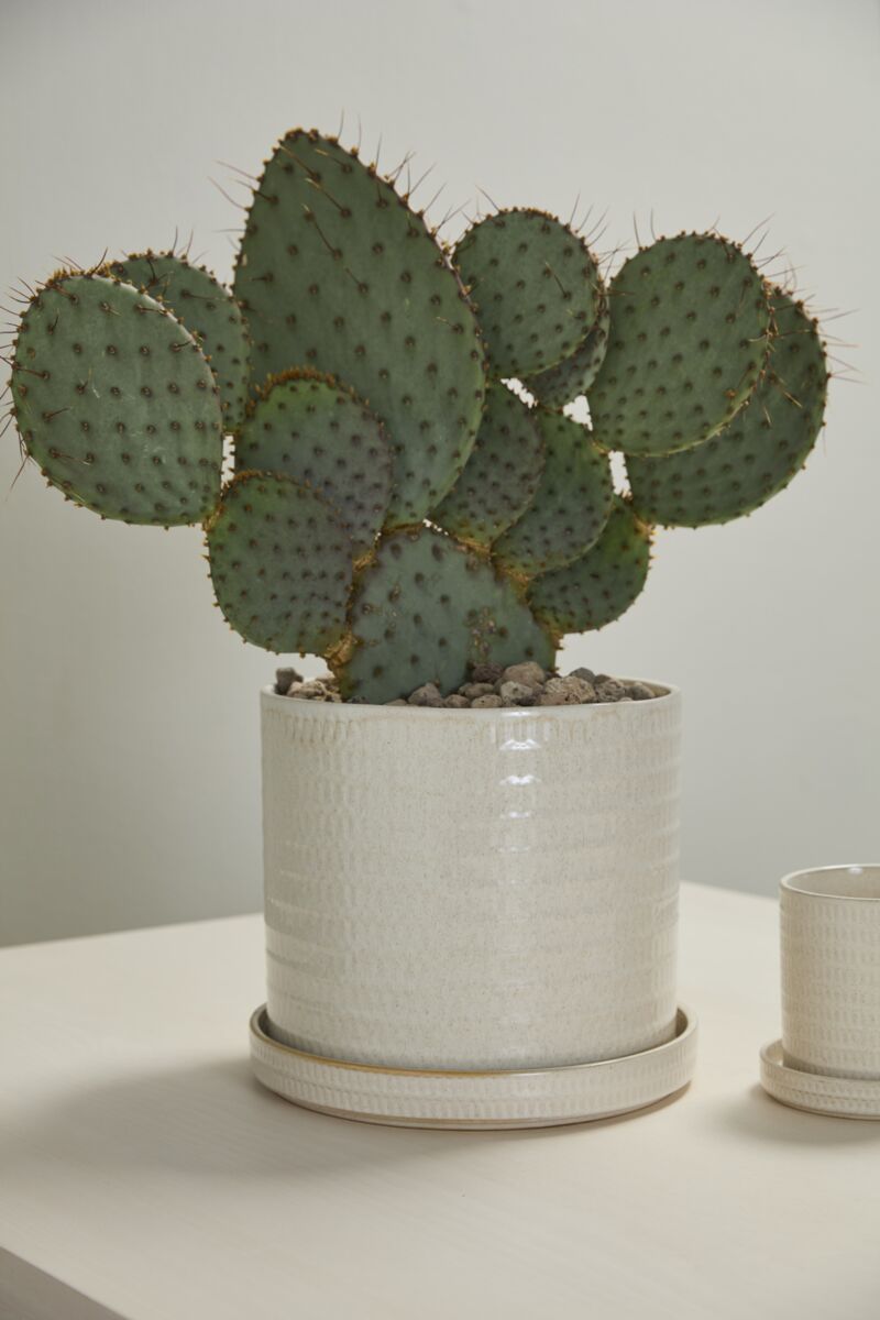 Morse Pot with Saucer