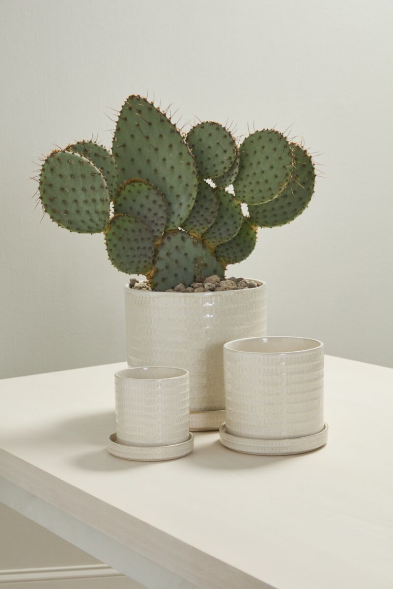 Morse Pot with Saucer