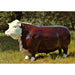 Large Cattle Steer Statue Ranch Decor - Bella Outdoors USA